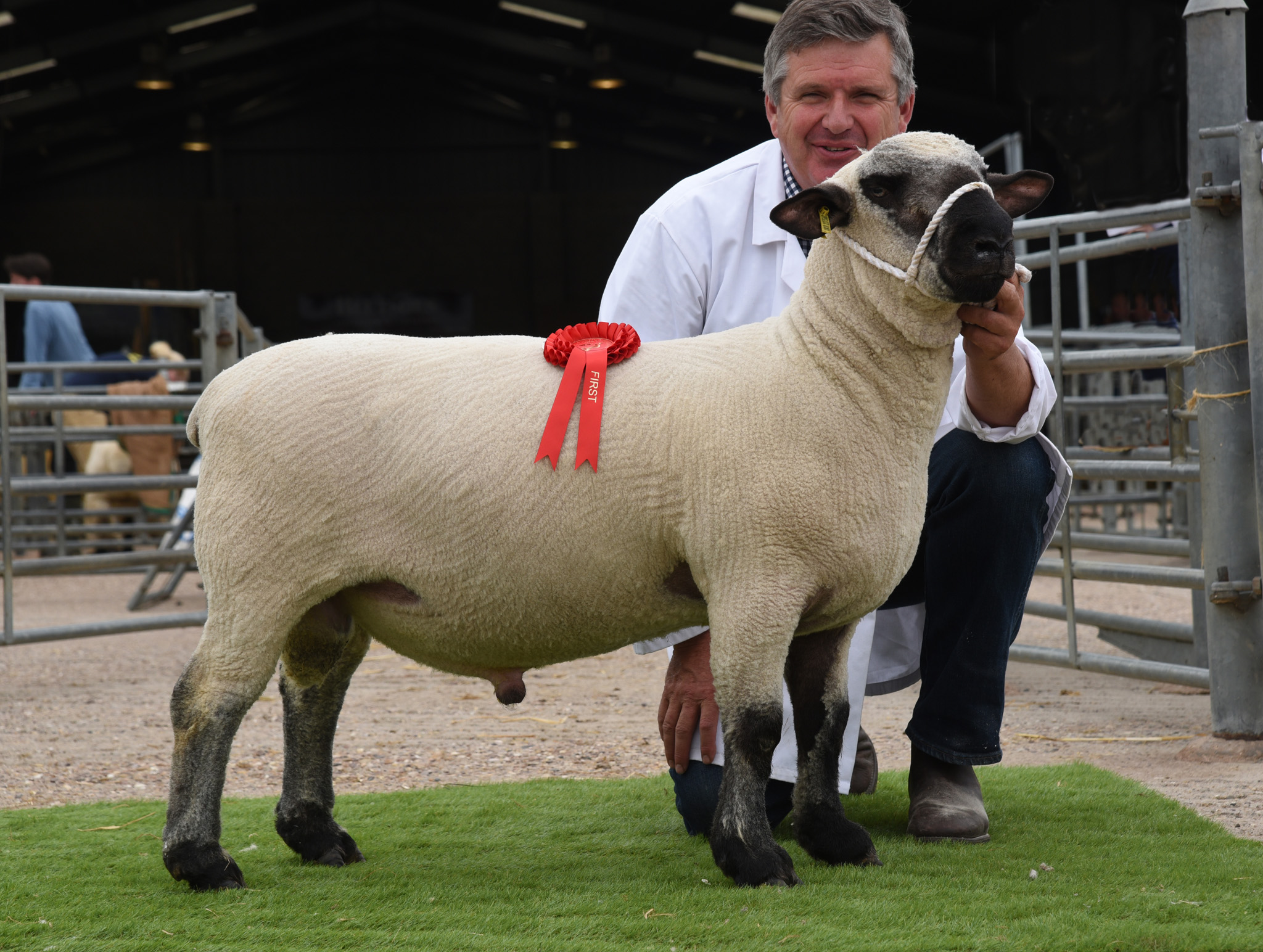 1st SHORN SHEARLING RAM LAMB
