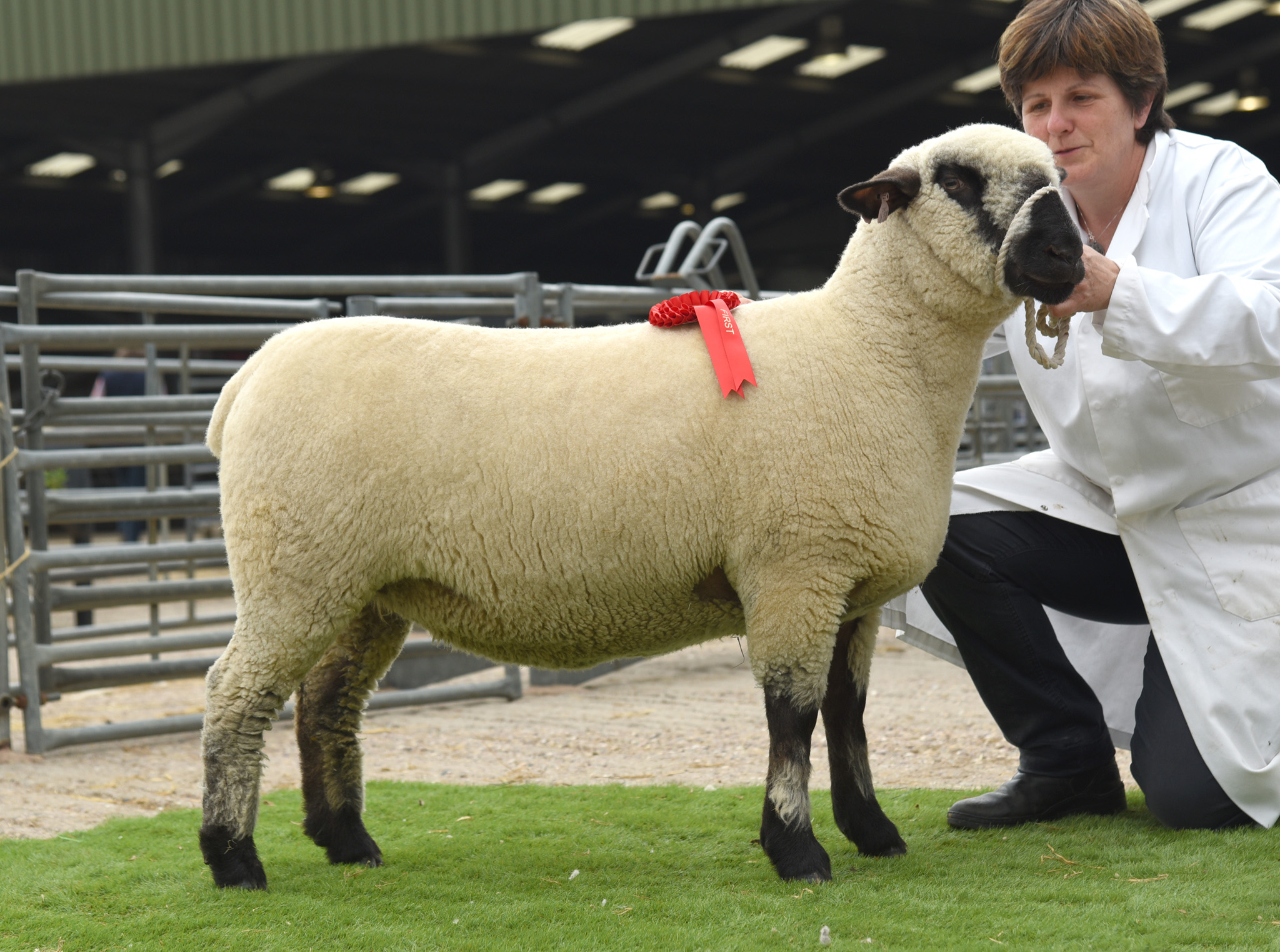 1st SHEARLING EWE