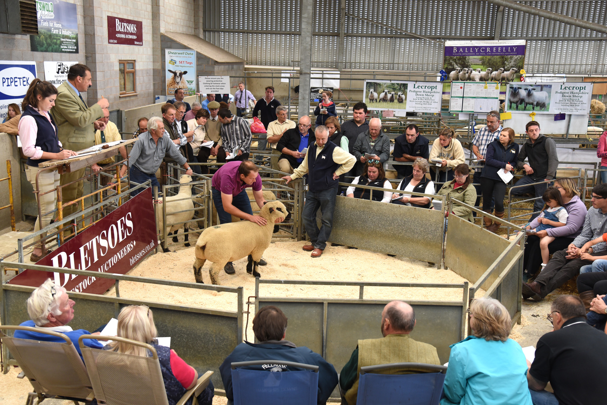 Shearling Ewe, 820gns from Middleditch, ST PAUL