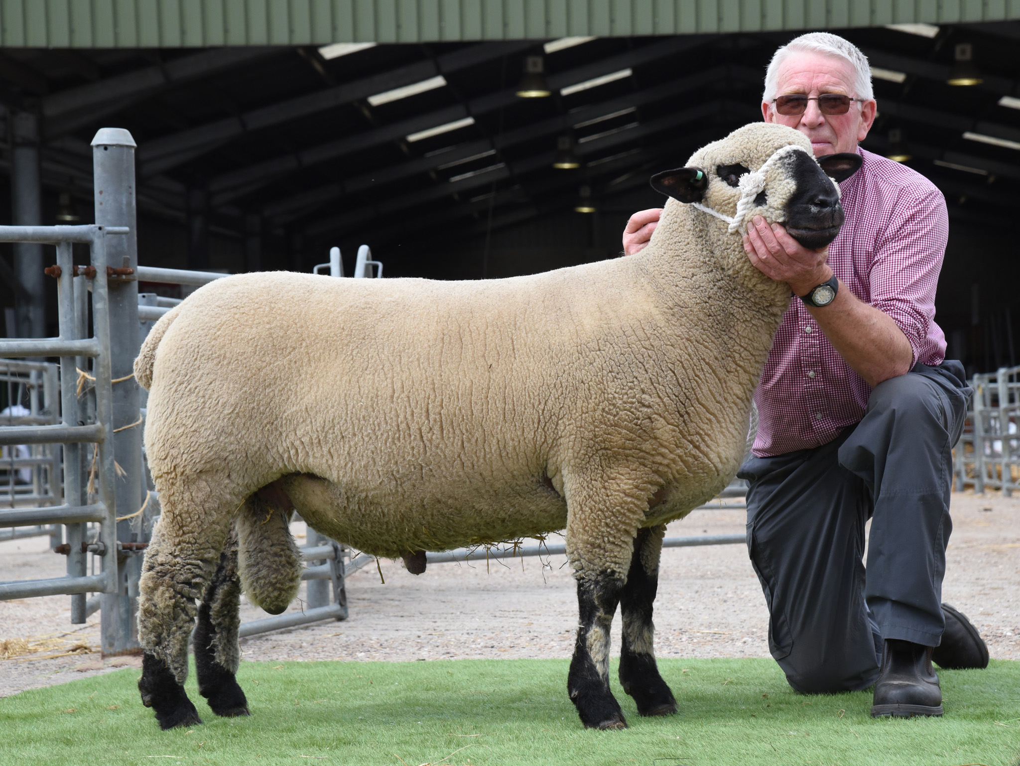 Shearling Ram, 1180gns from Brand, EAST FORTUNE