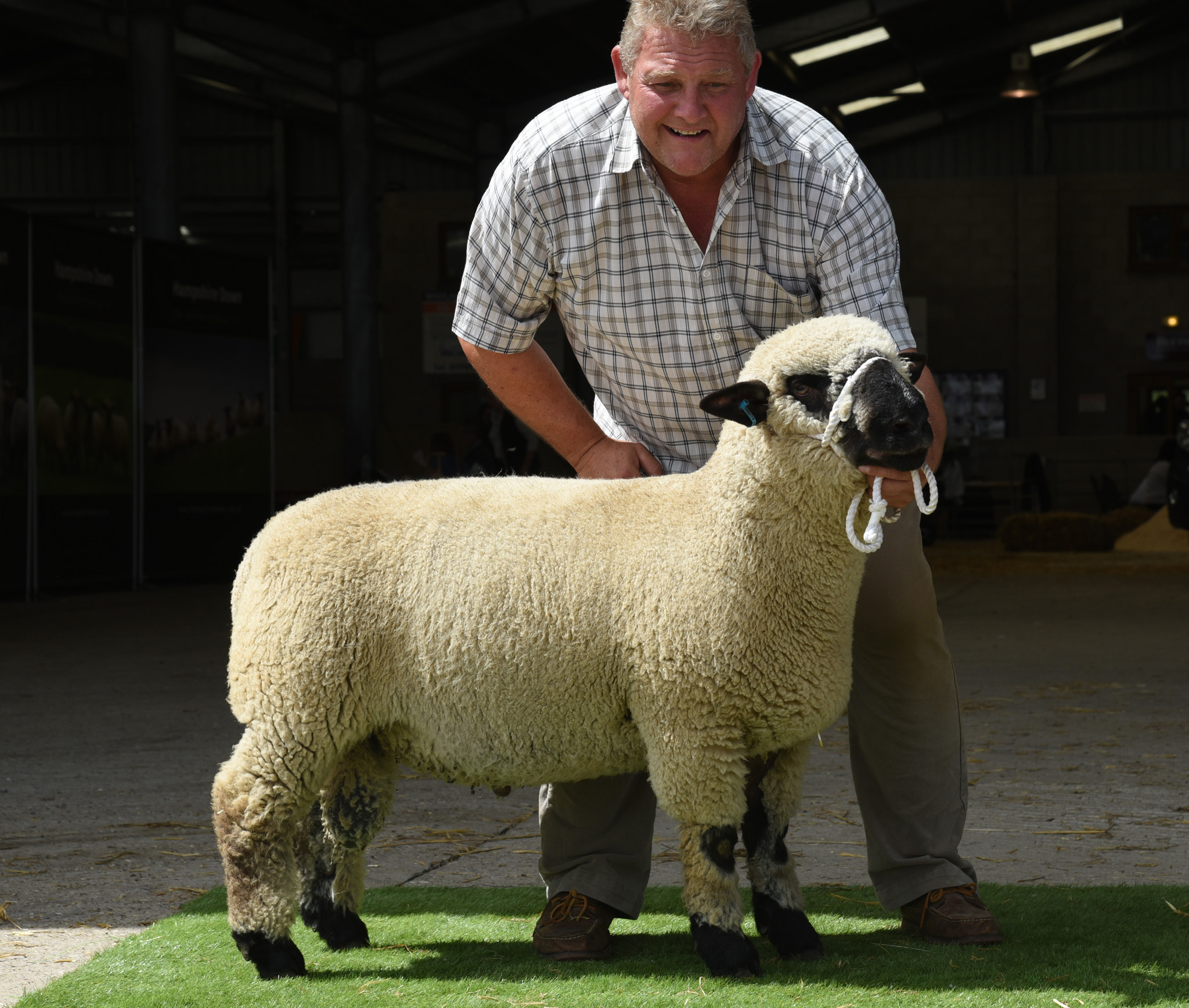 Ram Lamb, 1500gns from Birkwood, THORBECK