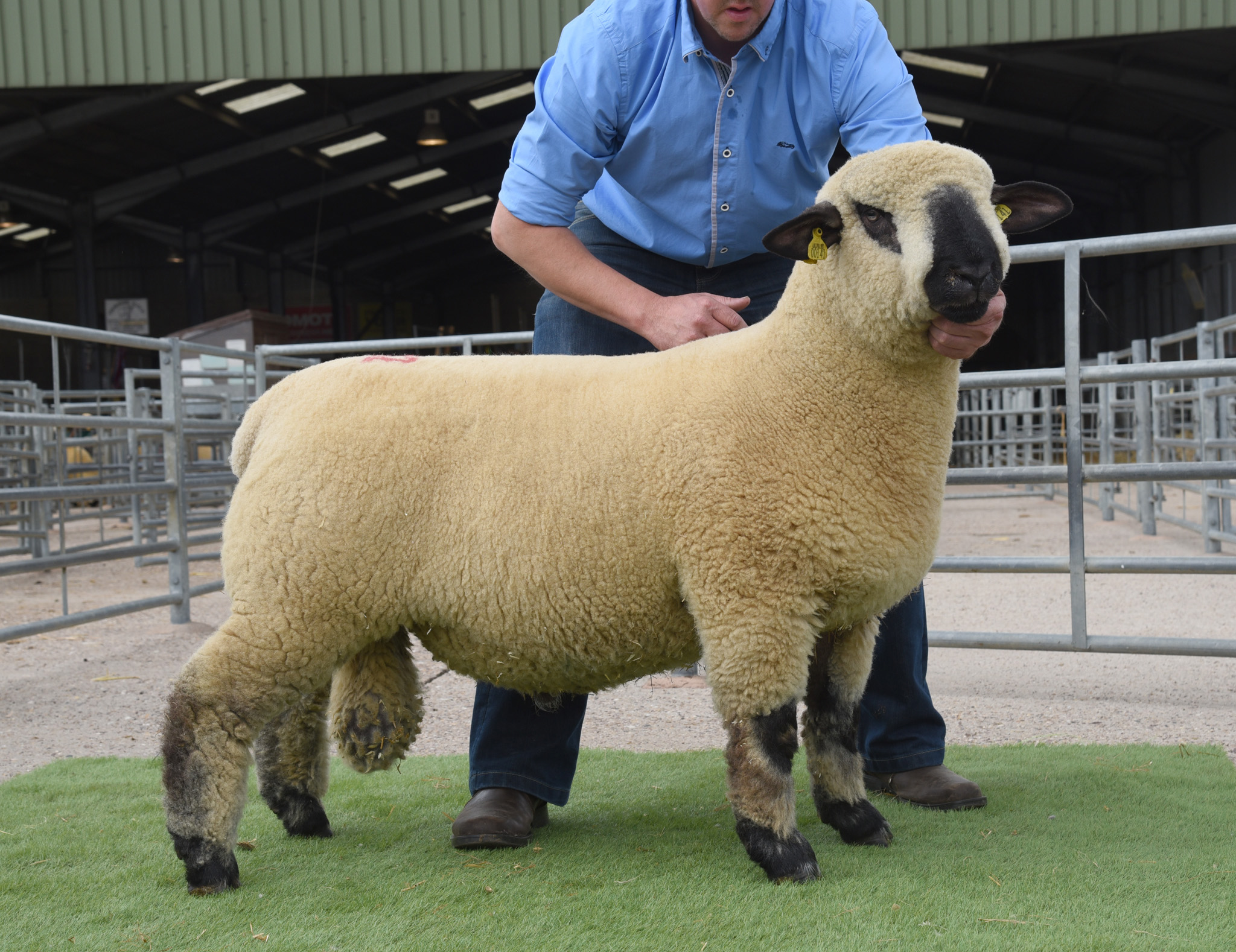 Ram Lamb, 1500gns, from McFadden, ASHLEY