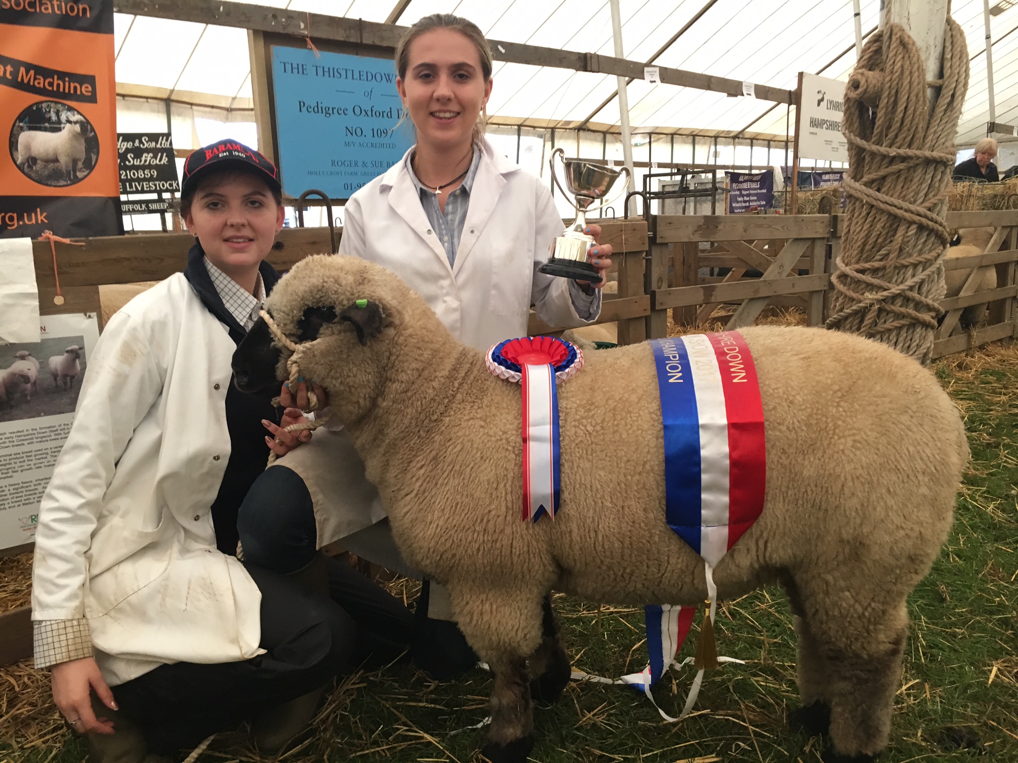 Breed Champion, Untrimmed Ewe Lamb - MORLEY FLOCK