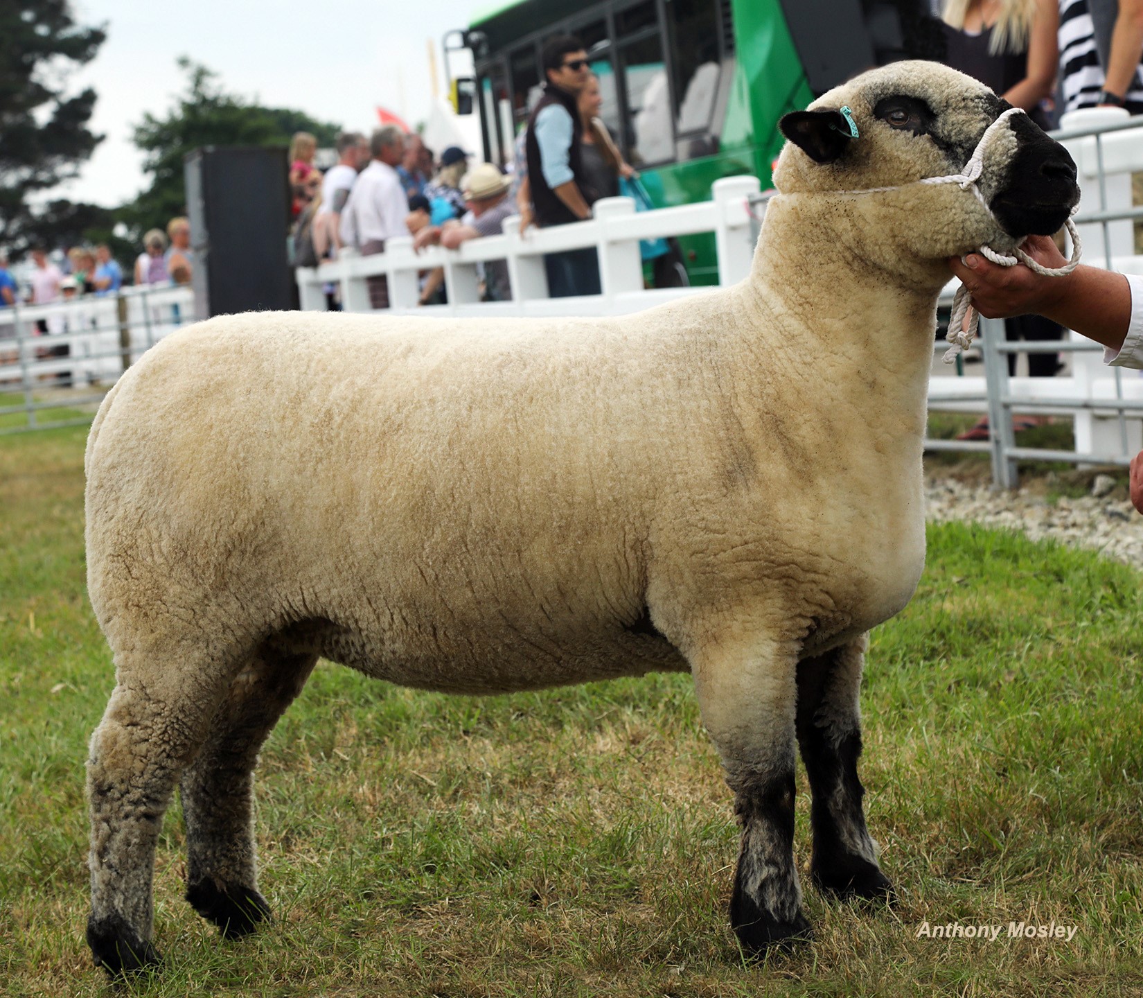 Breed Champ TREWORTHAL.jpg