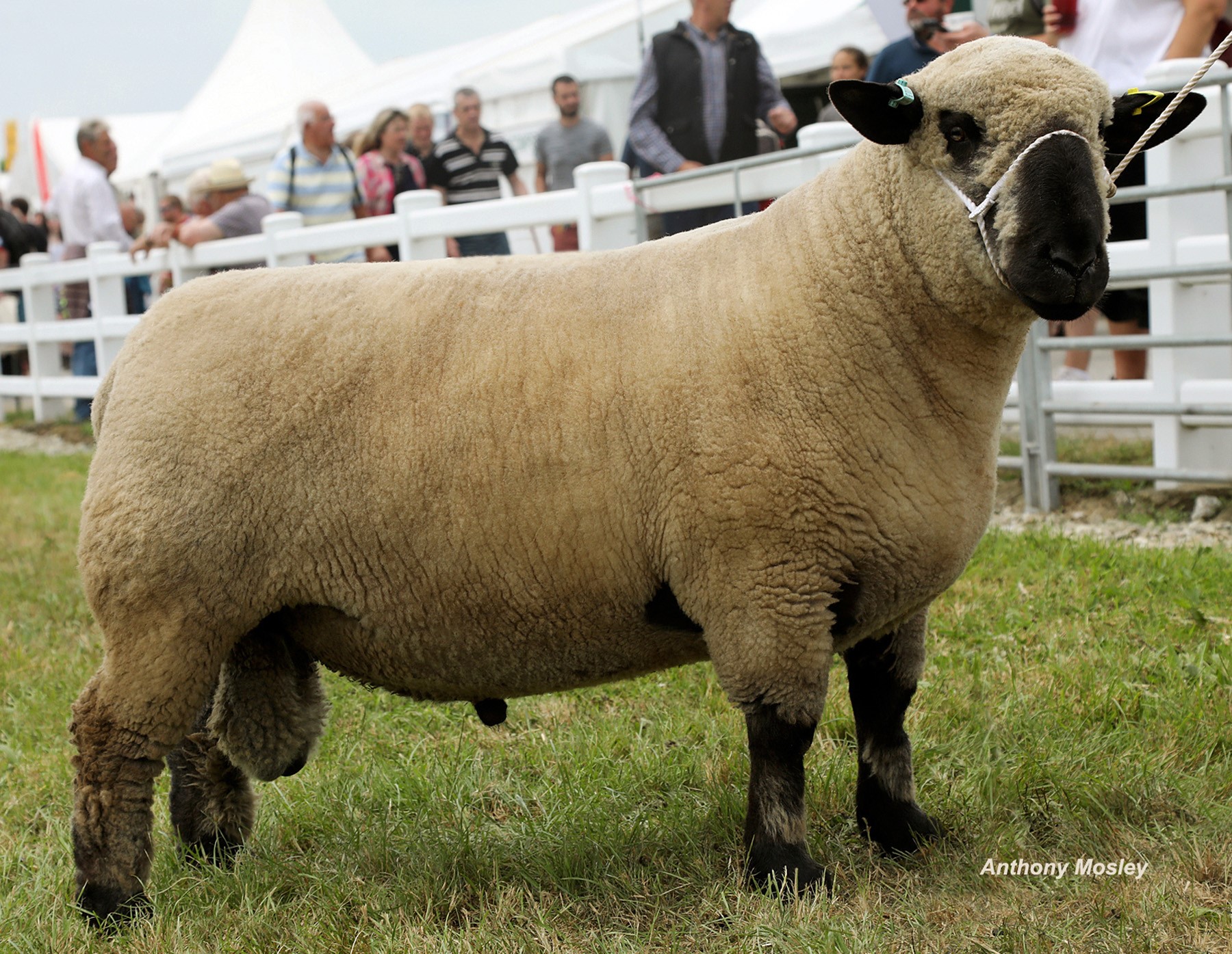 Reserve Champ TREWORTHAL.jpg