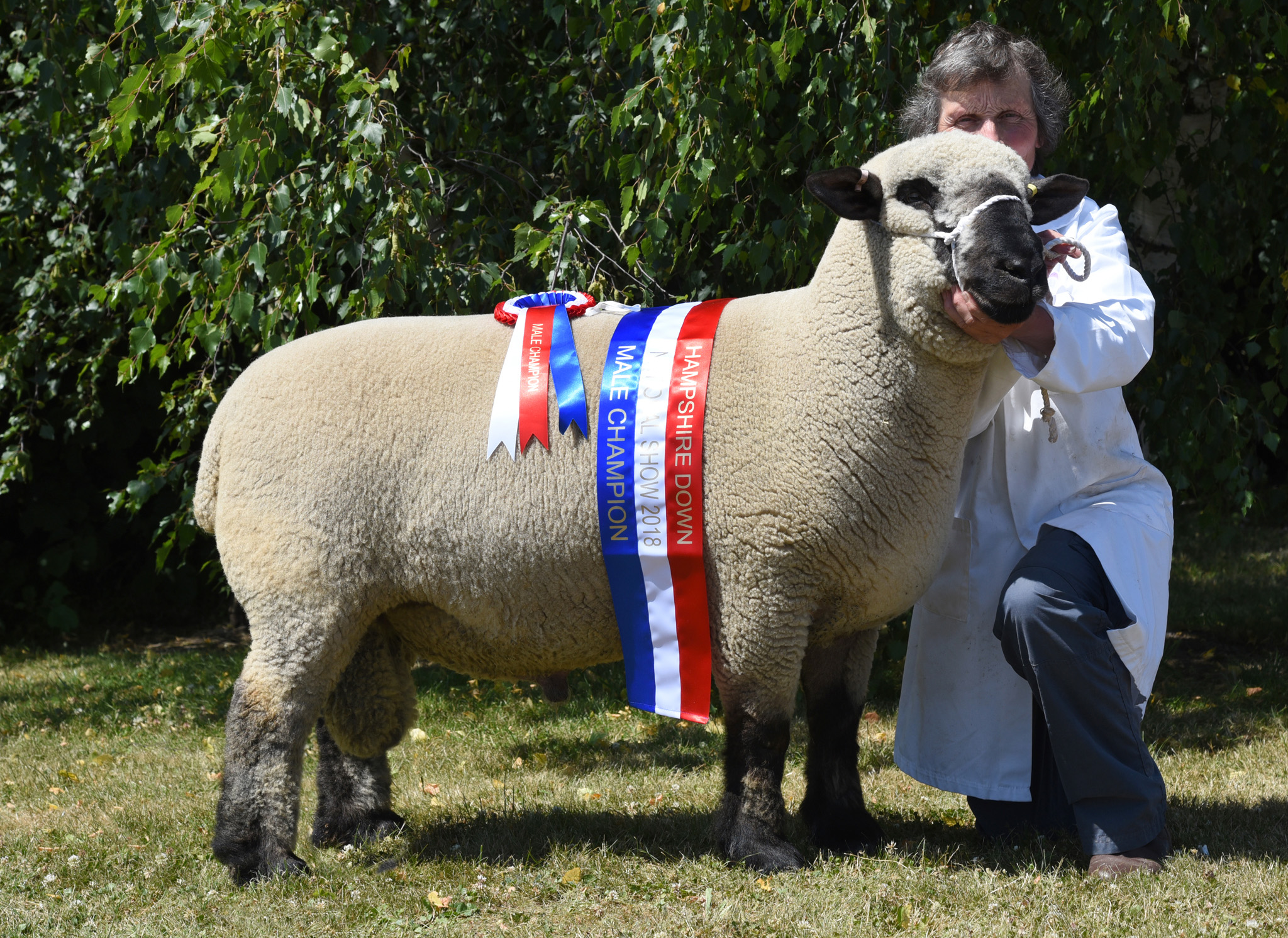 Hamp male champ_edited-1.jpg
