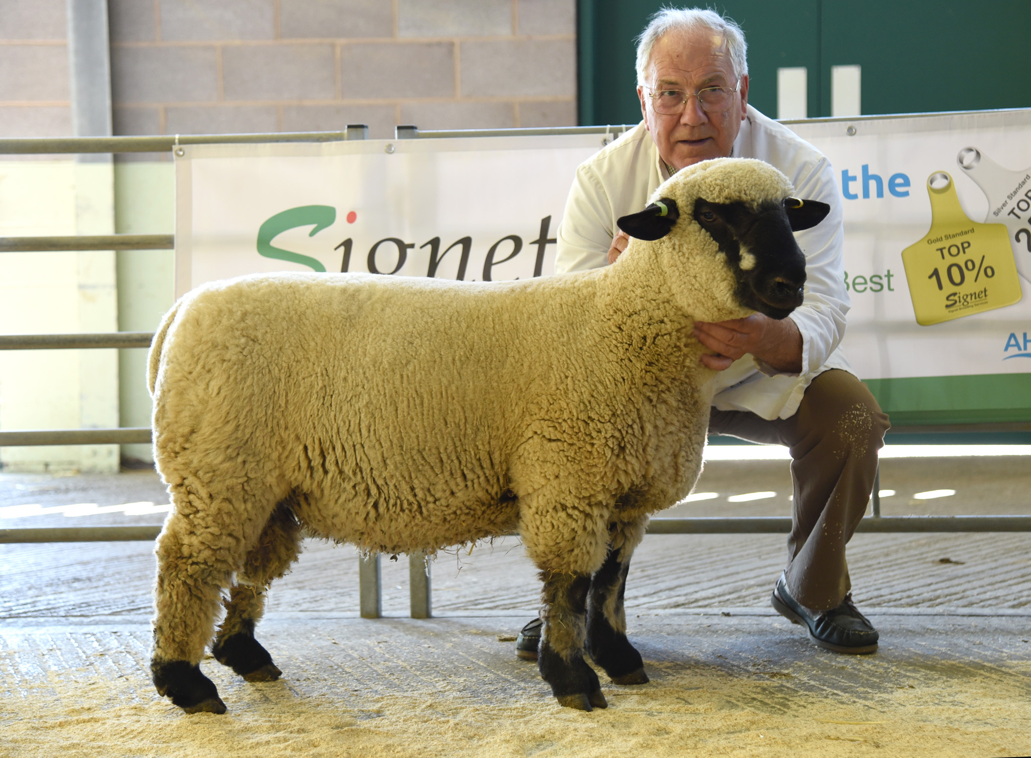 Hamps Signet_edited-1.jpg