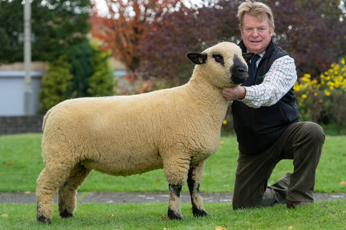 TOP PRICED LOT, SHEARLING EWE FROM BALLYCREELLY, IN LAMB TO BALLYCREELLY 007, SOLD FOR 1000 GUINEAS TO T.MARSHALL, PITGAIR, TURRIFF