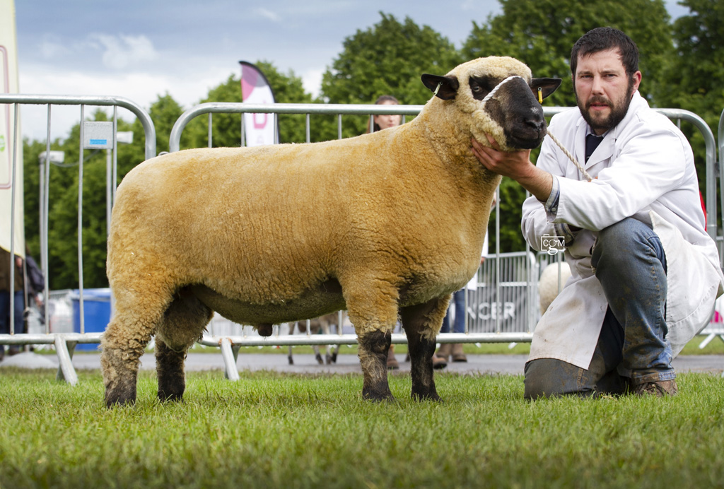 Hampshire-Shearling-Ram-0217.jpg