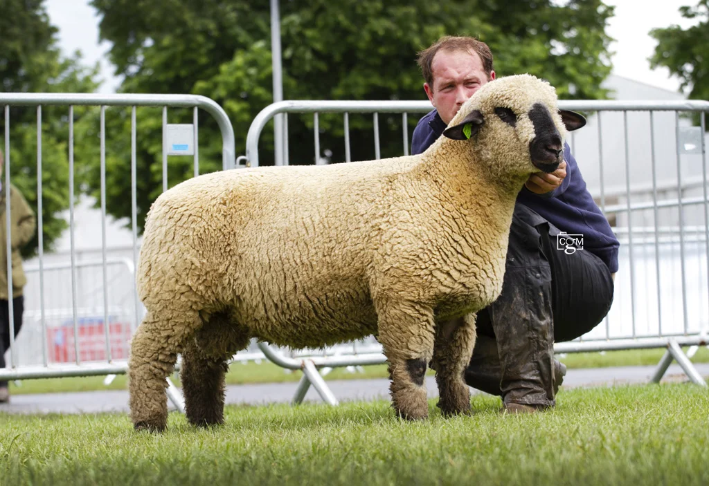 Hampshire-Trimmed-Ram-Lamb-Middleditch-0084.jpg