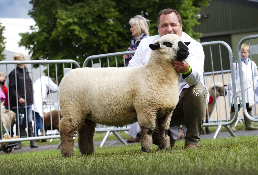 Hampshire-Trimmed-Ewe-Lamb-0297.jpg