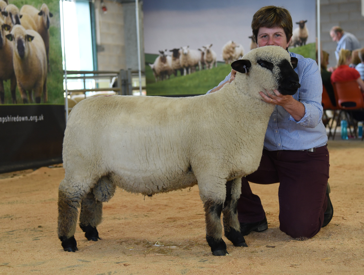 Lot 57 Ram Lamb 1500 gns GRAYLEN 24Y1903763 by Graylen Laird out of a homebred ewe. Sold to K P & A E McCarthy, Ballycreelly
