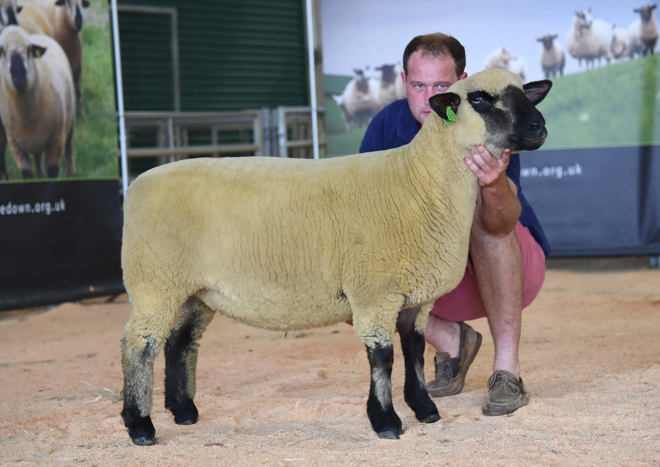 LOT 7 Top price Female 700 gns ST PAUL 15X1800678 by Ashley Jackpot out of a homebred ewe. Sold to K Knowles, Cumnock, Ayrshire