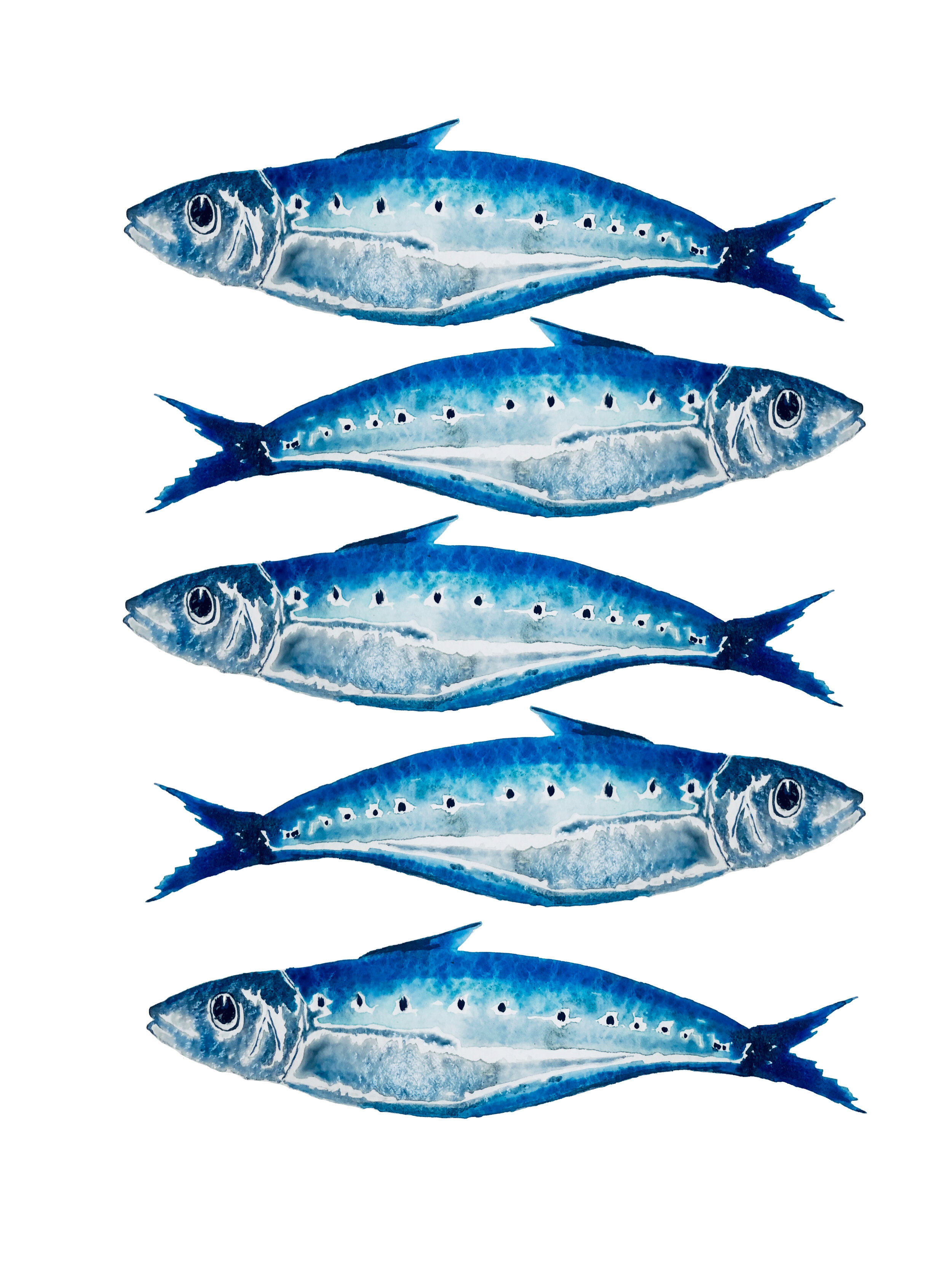 5 Cornish Sardines.jpg