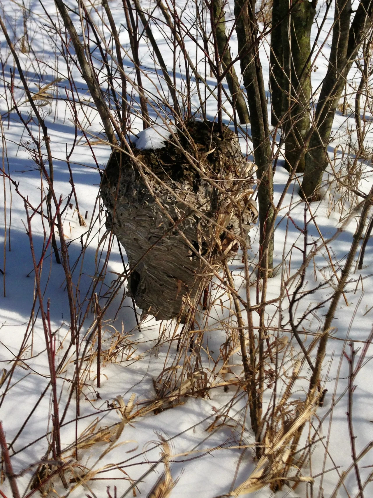 Highlight of this morning’s walk through the front fields: a hornets nest, constructed just a few inches off the ground. No wonder it seemed dormant - apparently only the fertilized queens survive over winter. And then it starts all over again in the Spring, when the queens begin to look for a suitable place to build their new nests and lay eggs.
