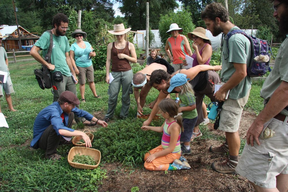 group picking wild foods.jpg