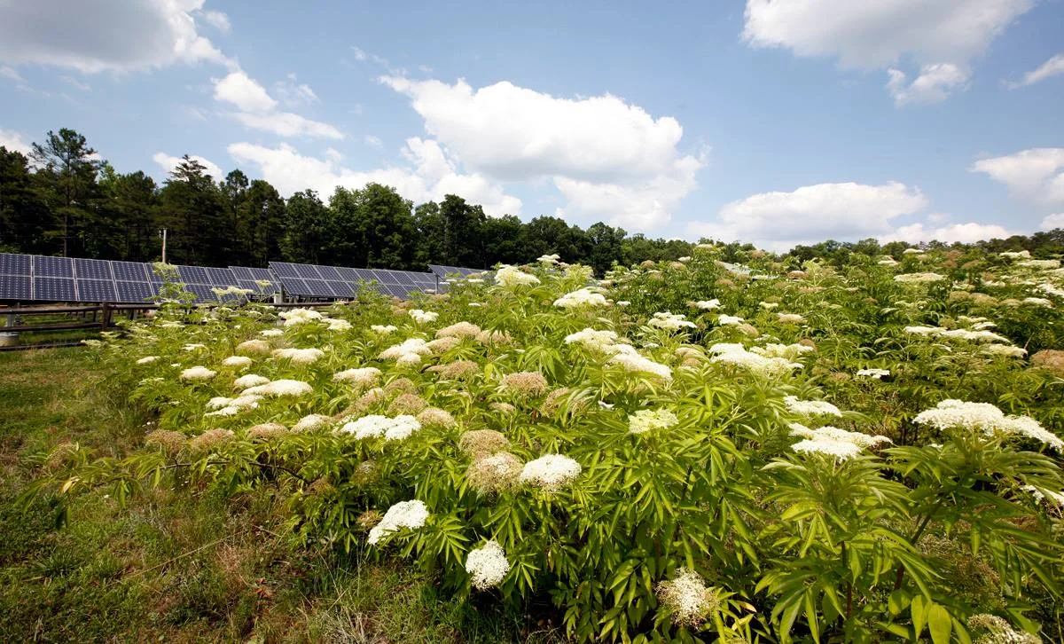 PMEI Elderberries in Flower and Solar Farm.jpg