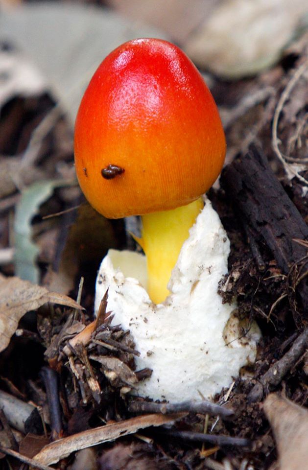 red_orange mushroom - john rottet.jpg