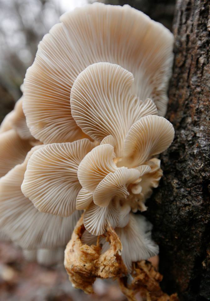 oyster mushroom - john rottet.jpg