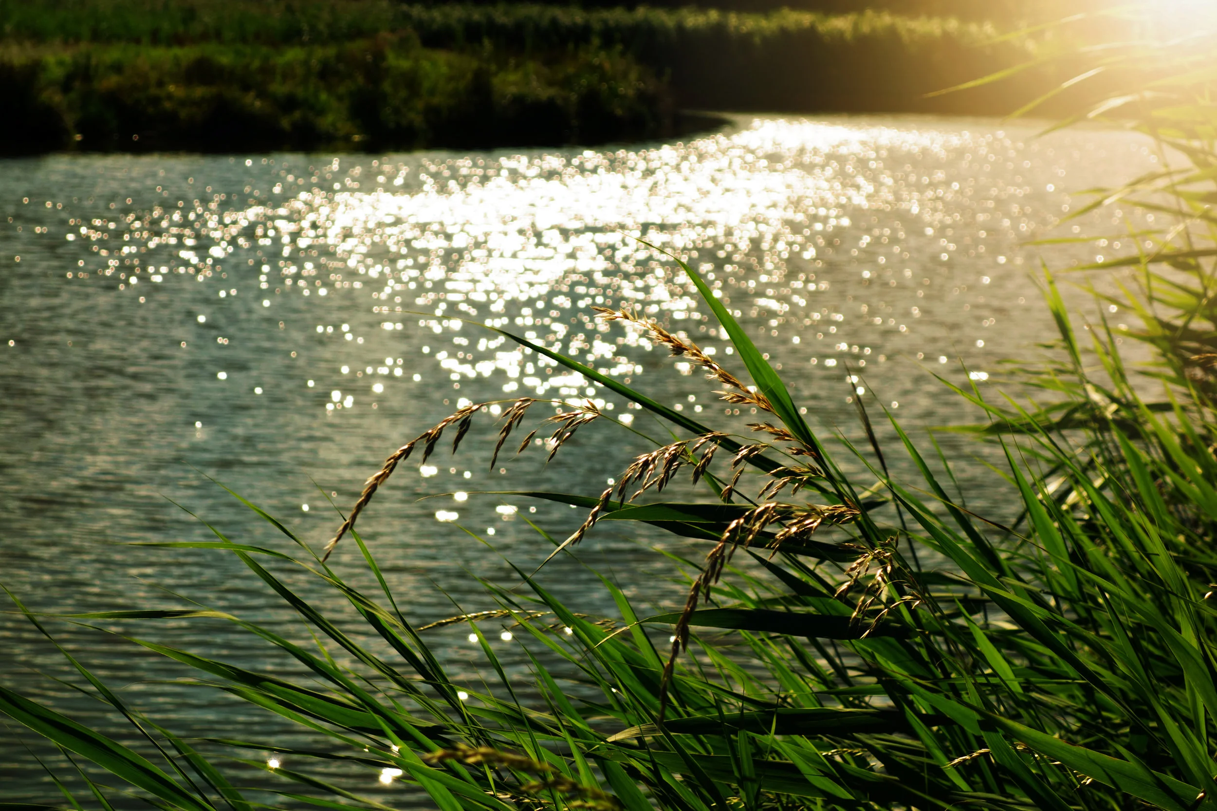 The Call from Standing Rock