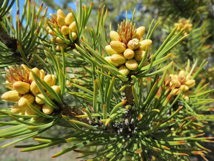 trees-pine-needles-pine-cones-67214.jpeg