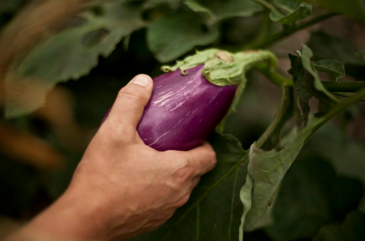 eggplant.png