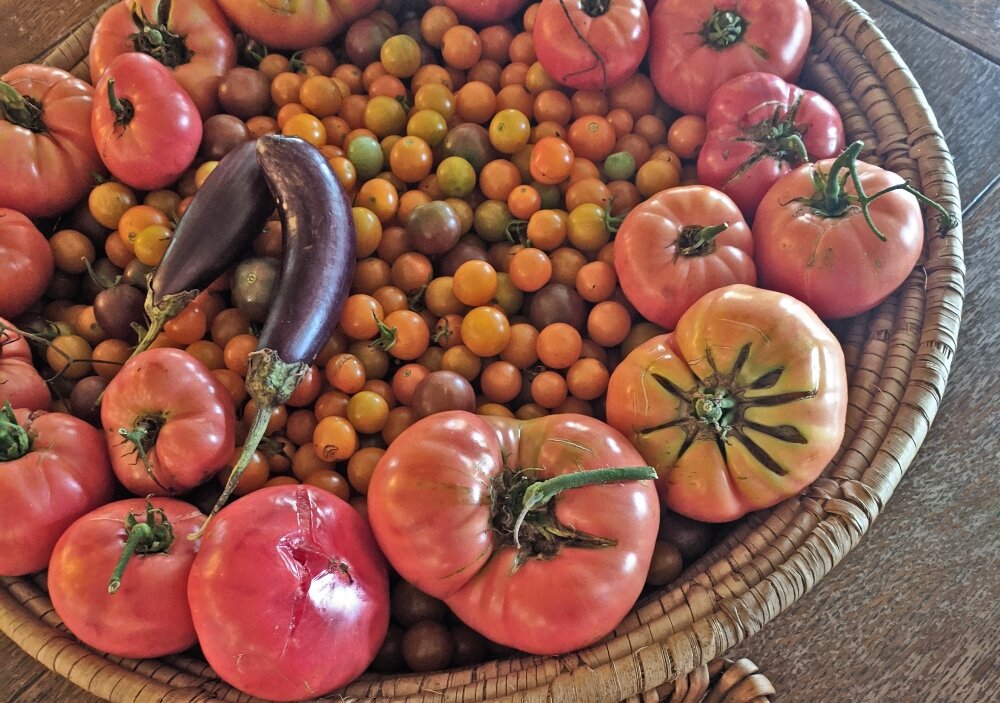 eco-institute-garden-harvest-vegetables-tomatoes.jpg