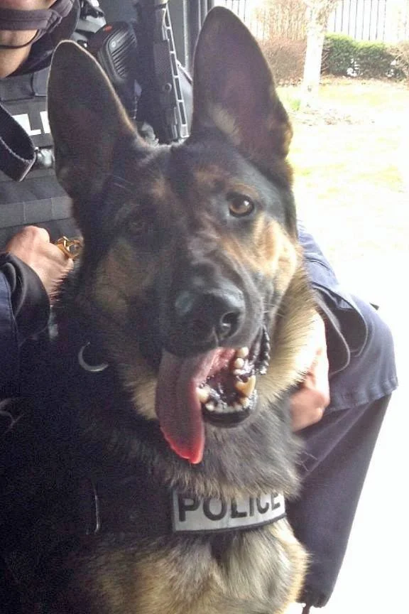 Rocky River Police Department K9’s Apollo & Diego to get body armor