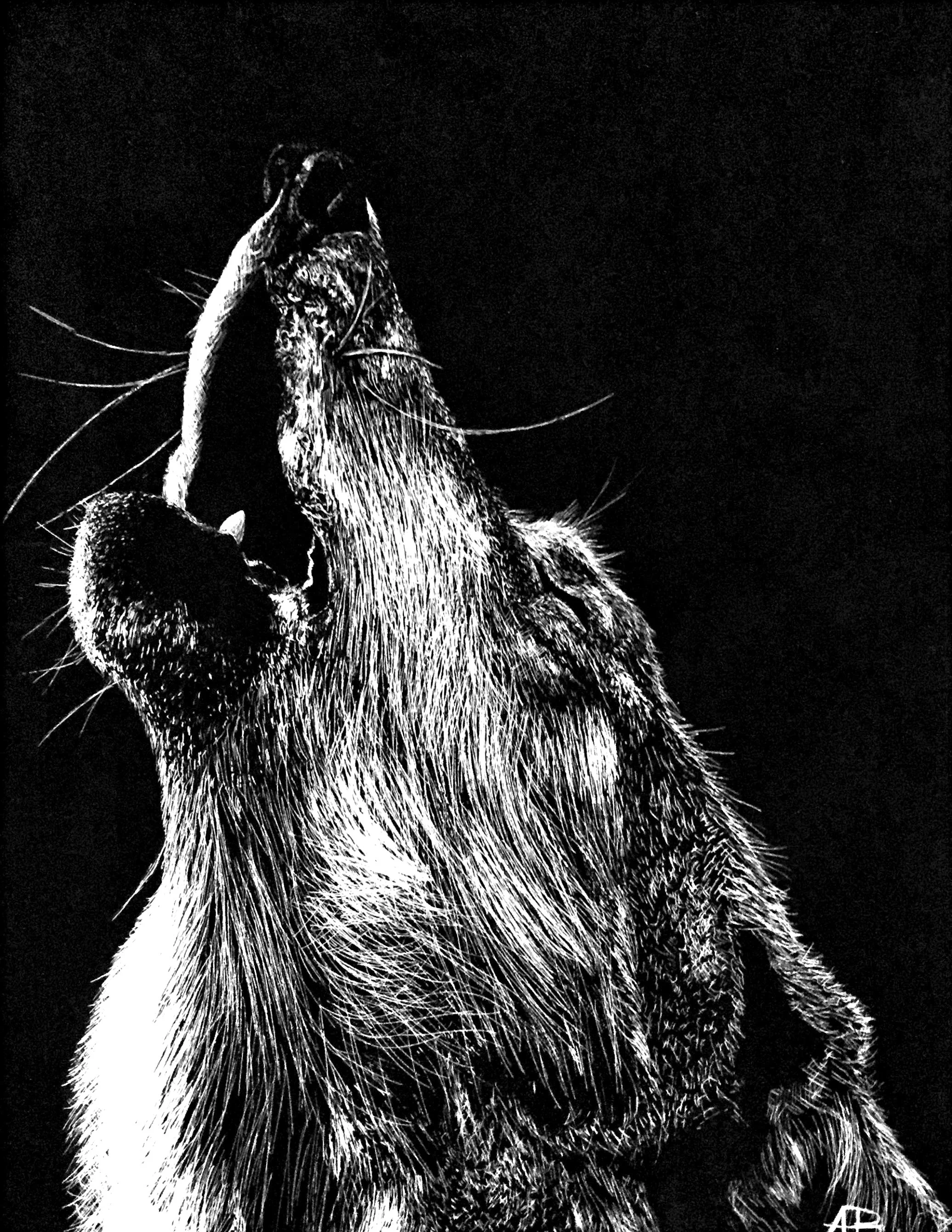 wolf edit.jpg
