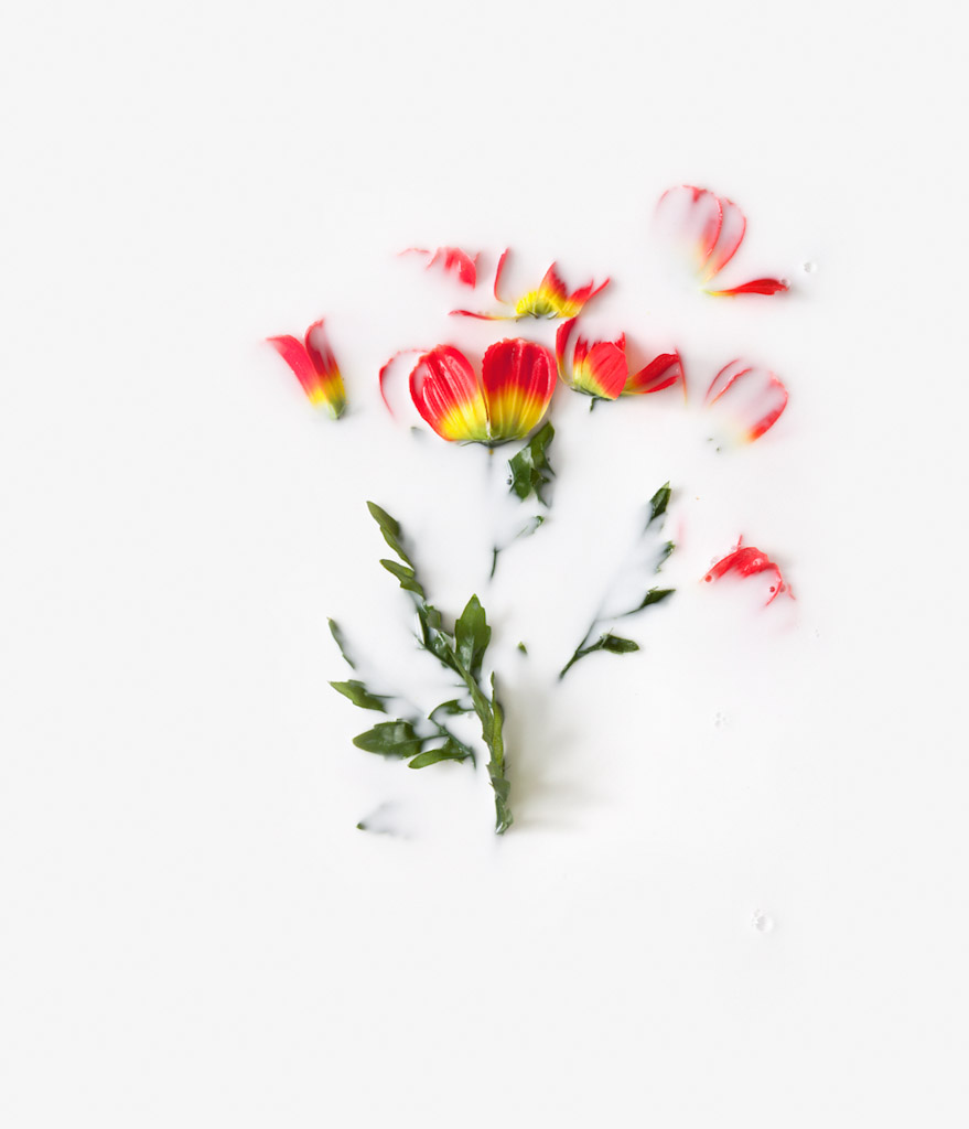 Posies, 36 x 30 inches, inkjet print
