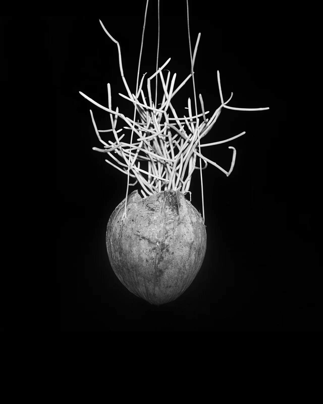 Hermit #3, 20 x 16 inches, inkjet print