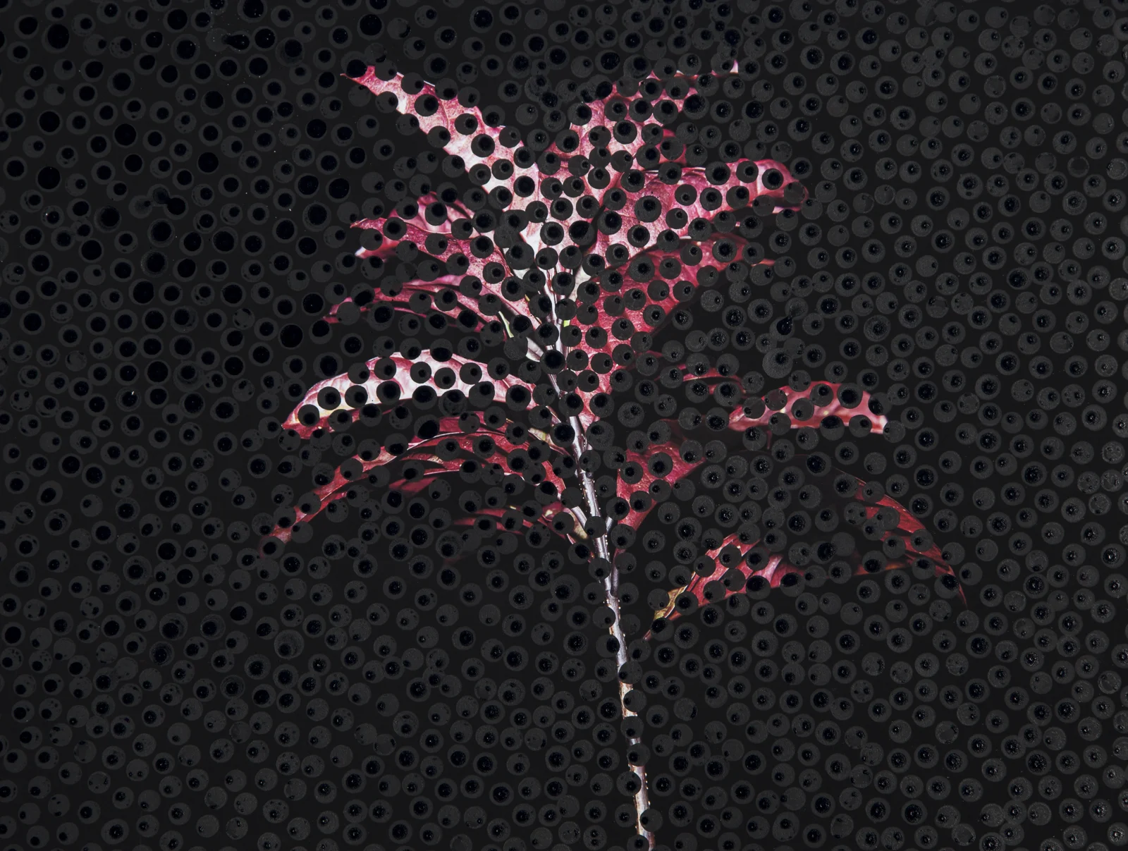 Obscured Night Flora #3, 11 x 14 inches, black Sumi ink on inkjet print