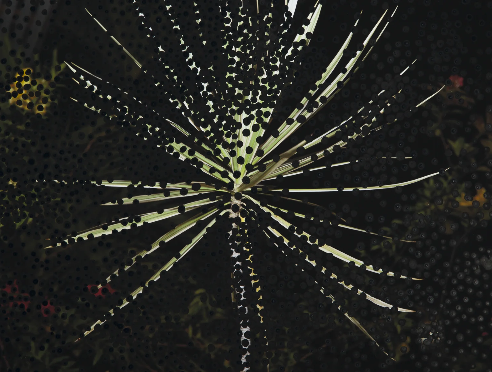 Obscured Night Flora #1, 11 x 14 inches, black Sumi ink on inkjet print