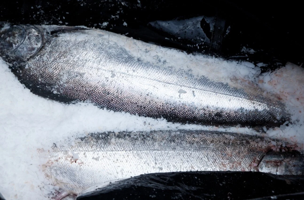 USDA REAP Grants for RSW and More