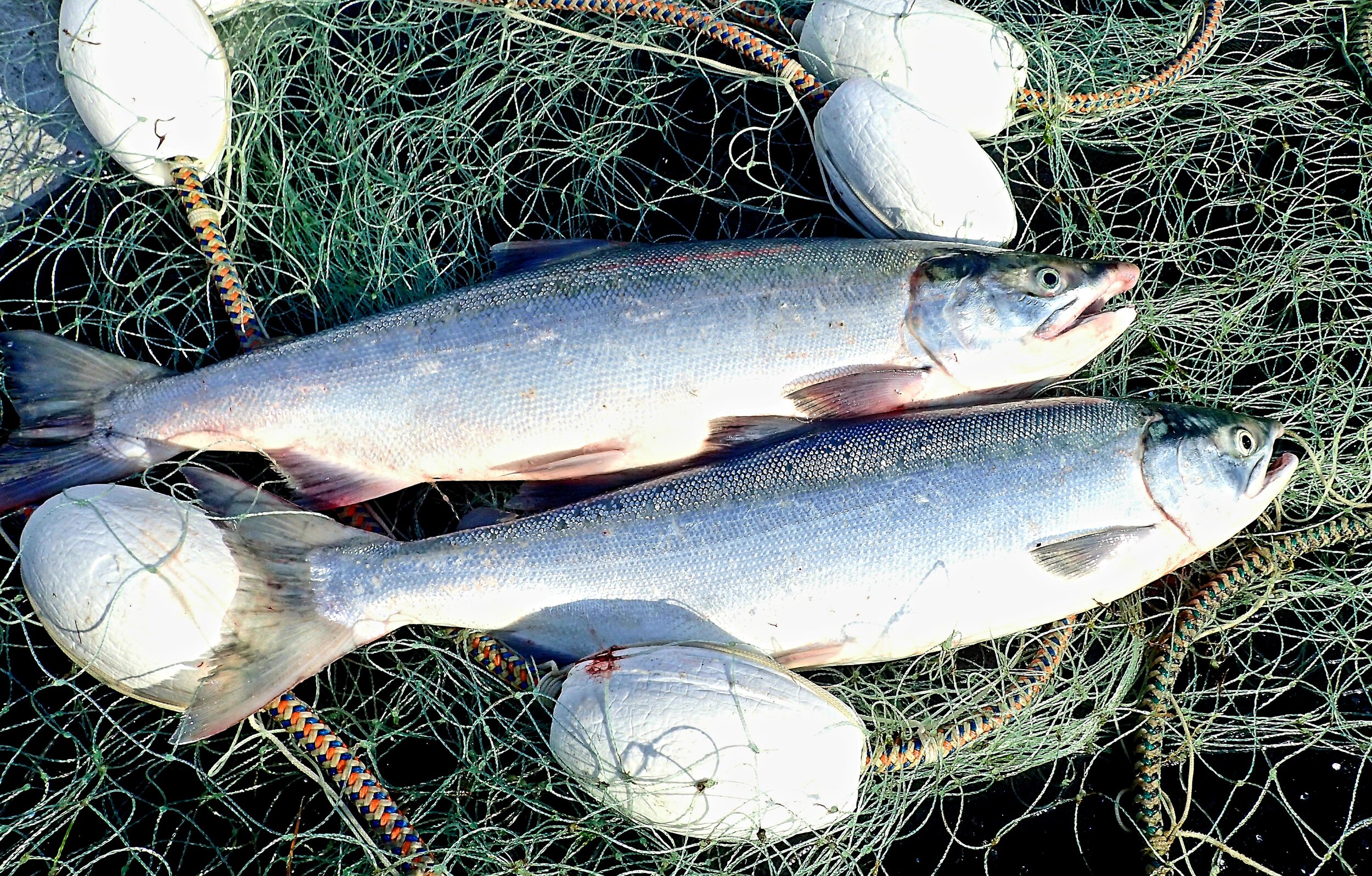 Bristol Bay Sockeye Salmon 1st Place - Matthew Haramis