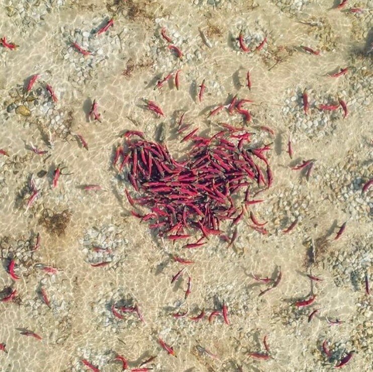 Grateful for the wild abundance of salmon 🐟 on Earth Day and every day 🌊 📸: @jasonsching #happyearthday #earthday #wildsalmon #sockeyesalmon #bristolbaysockeyesalmon #alaskansalmom #bristolbayallday #bristolbay #bristolbaysockeye