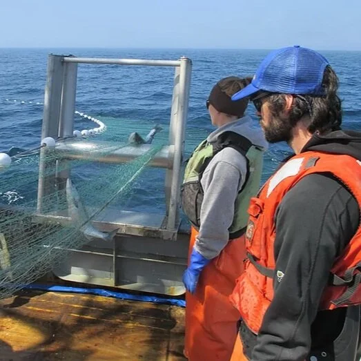 Port Moller Test Fishery experiments with new onboard genetic testing