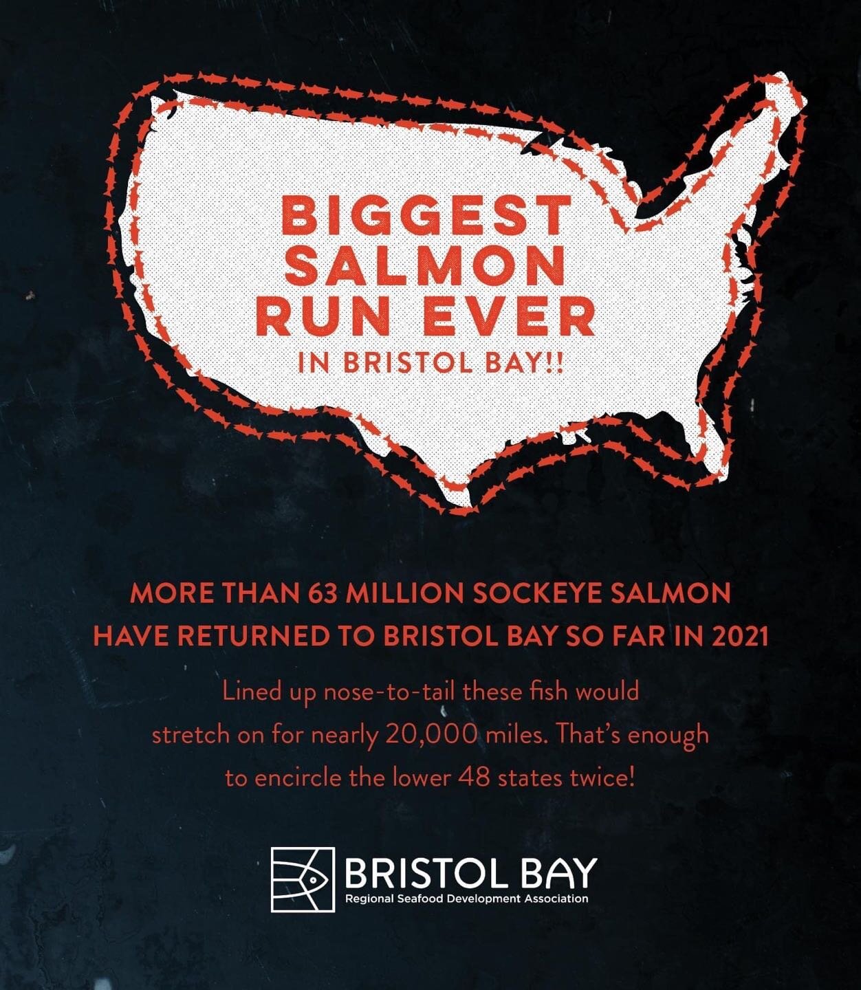 This year's record sockeye run in Bristol Bay is so epic it could encircle the entire lower 48 states... twice! 
https://www.bbrsda.com/.../7/21/biggest-sockeye-run-ever
 #bristolbay2021 #nopebblemine #savebristolbay