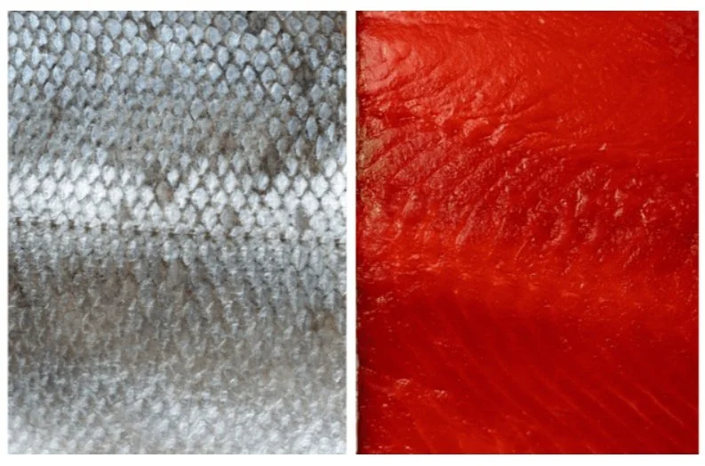 Bristol Bay Sockeye Quality at Retail - Send Photos