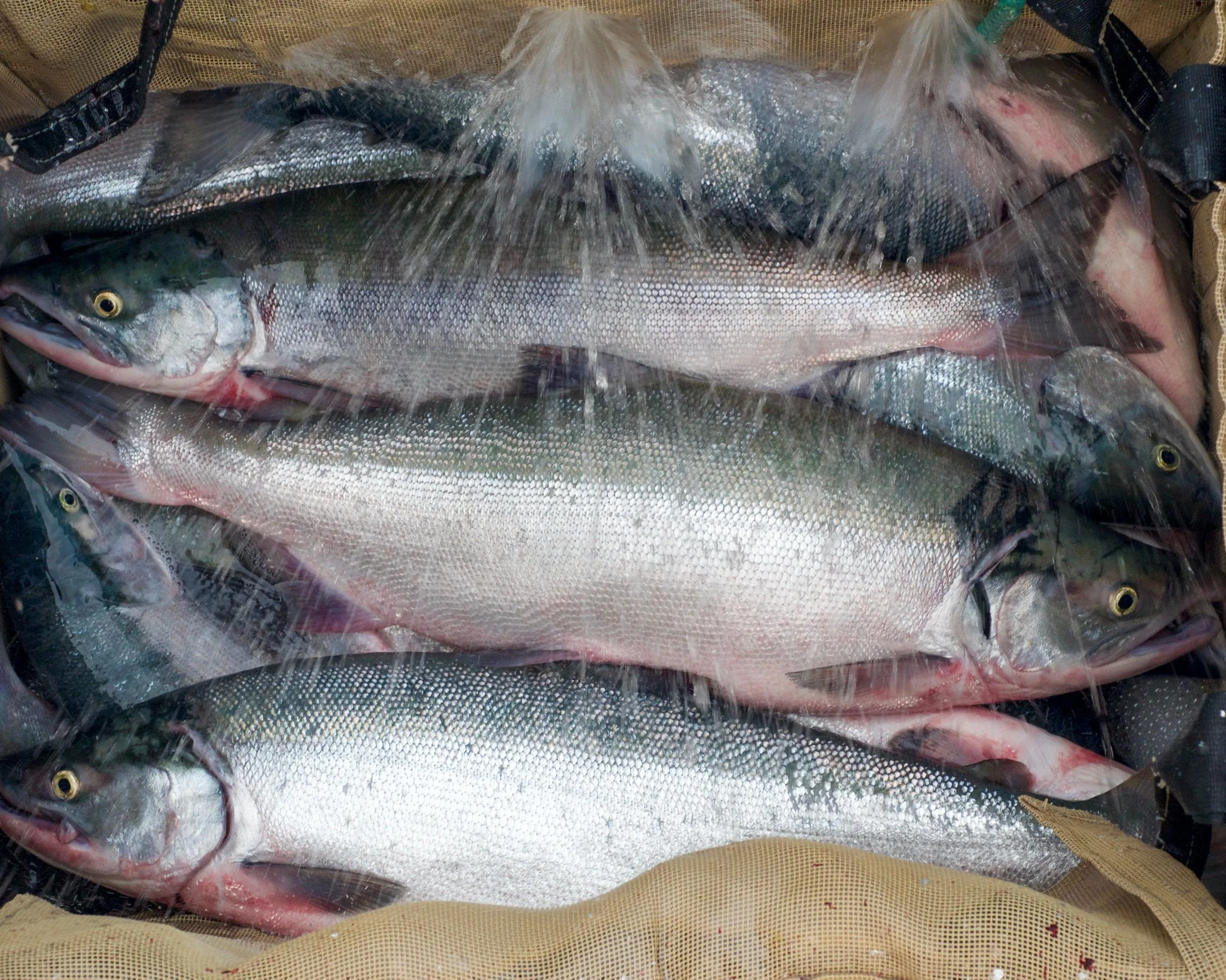 Upcoming RSW Operator Classes in Bristol Bay 