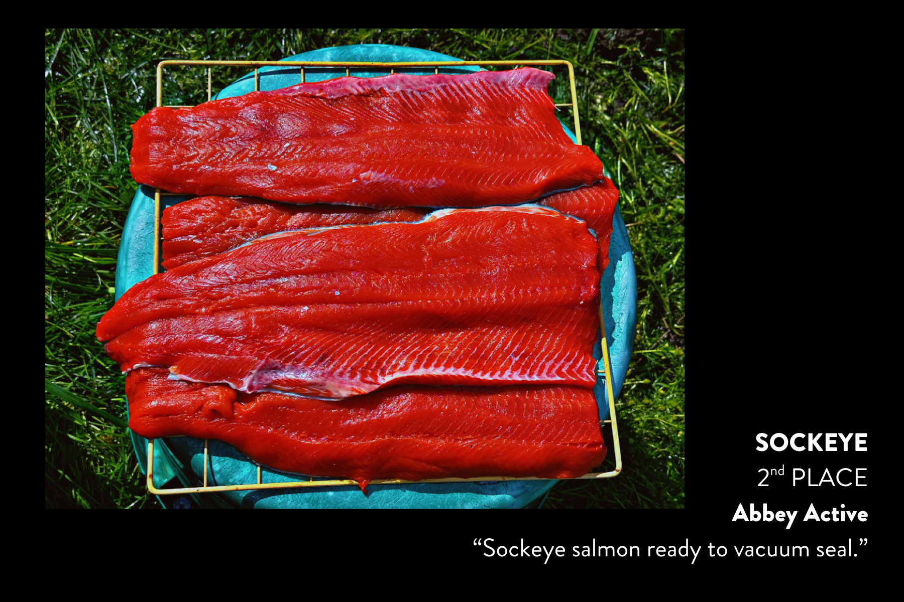 Sockeye2.png