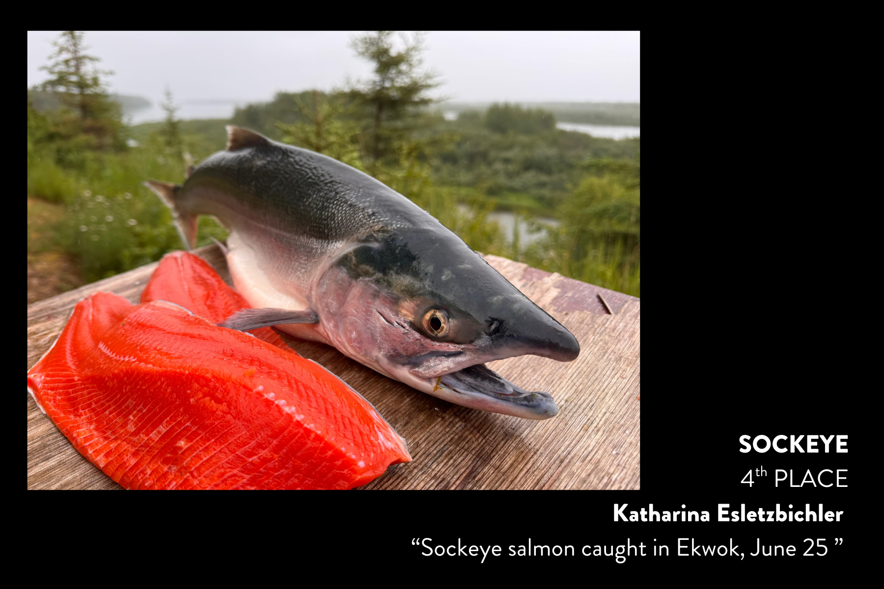 Sockeye4.png