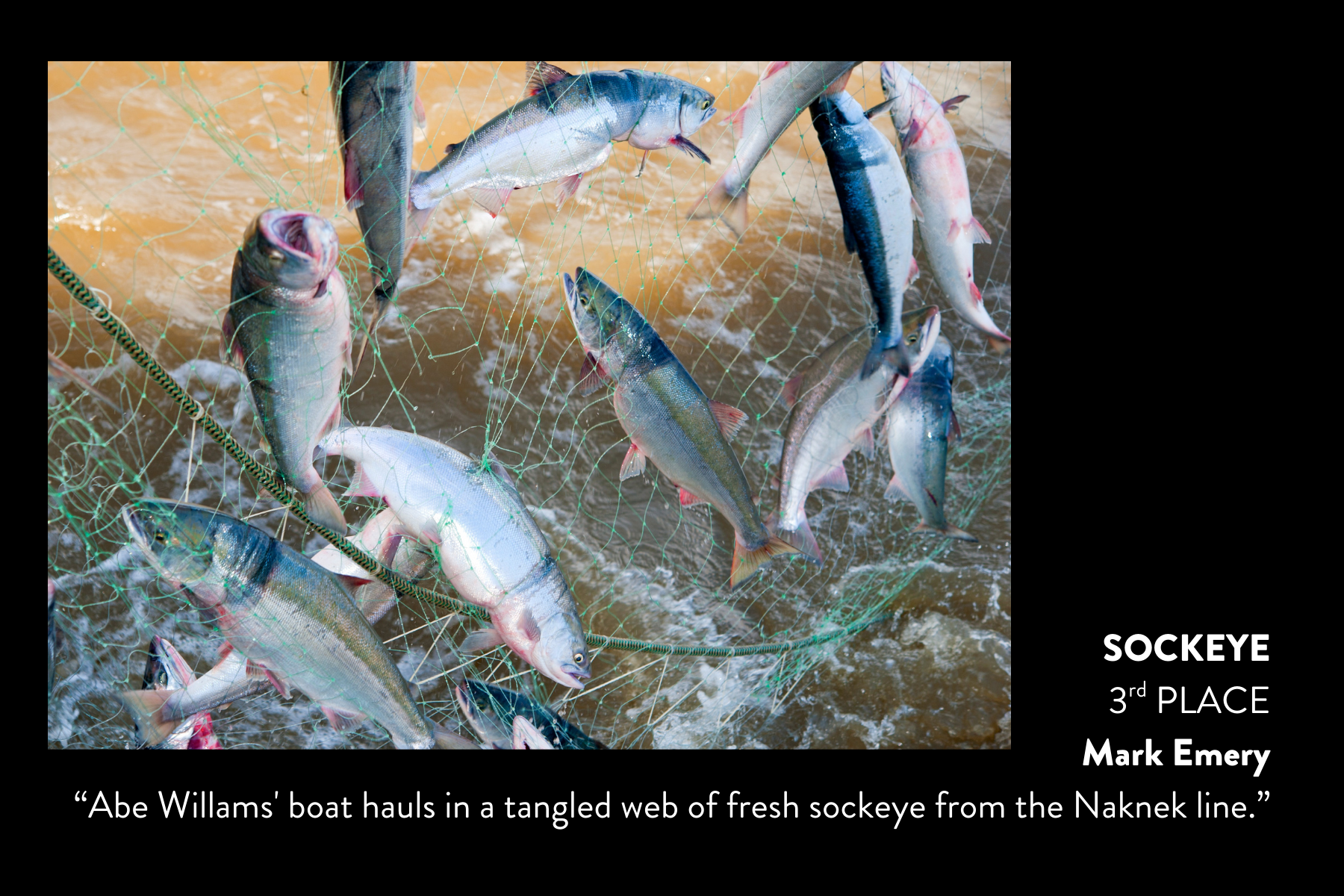 Sockeye3.png
