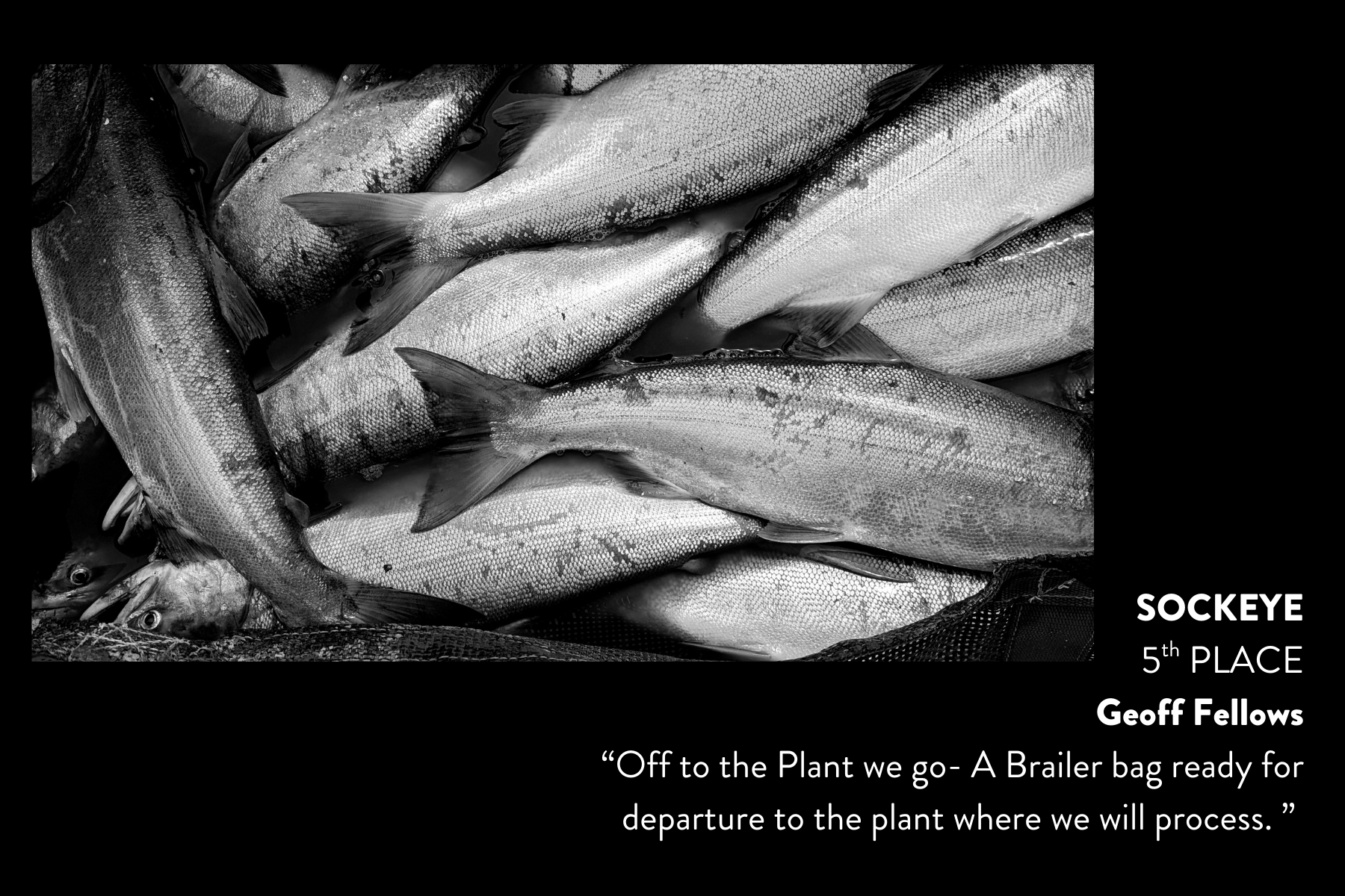 Sockeye5.png