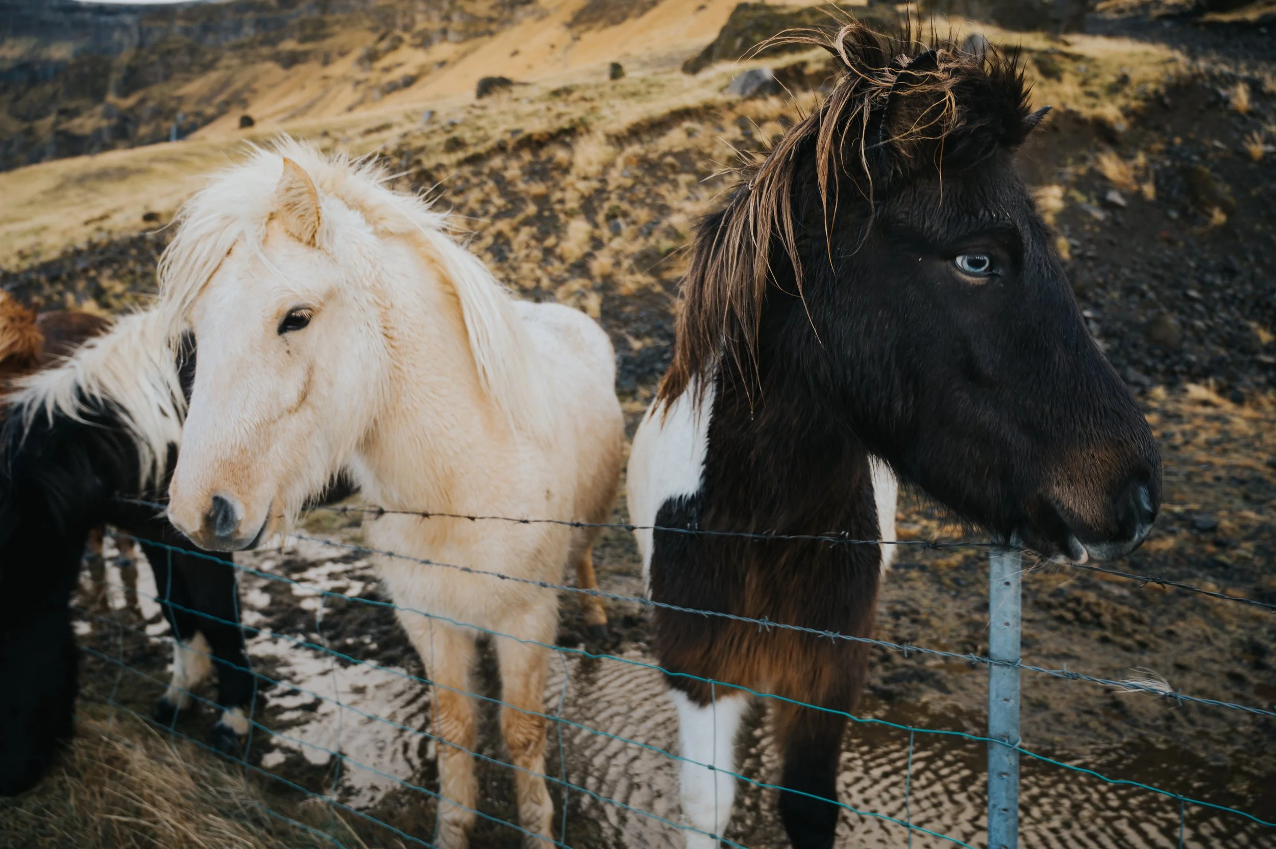 Charlie Bluck Photography X Iceland Nov 22-451.jpg