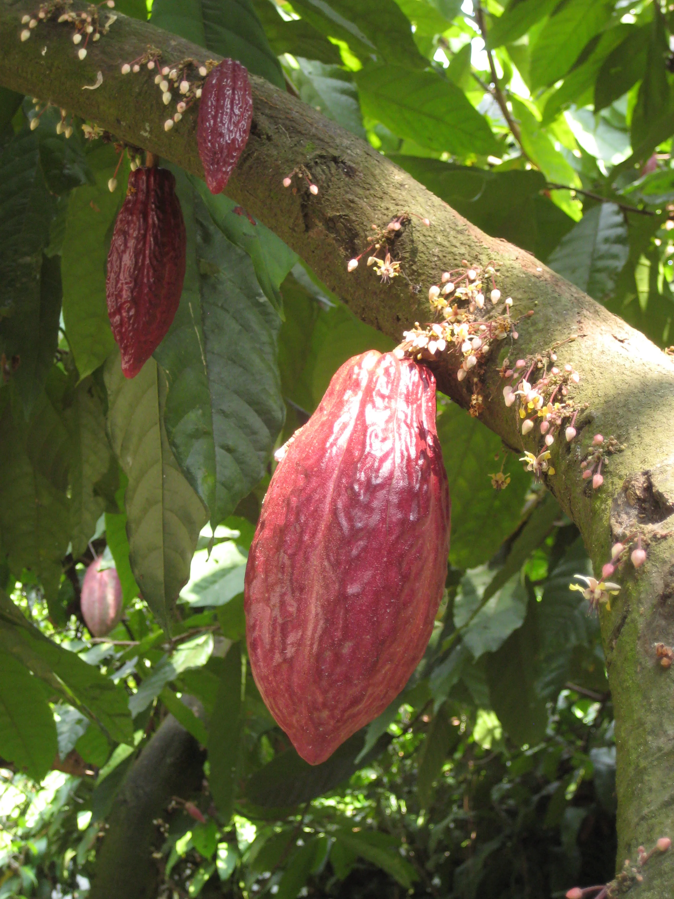   Trinitario  Cacao pod, San Antonio Suchitequepez, Guatemala 2011 