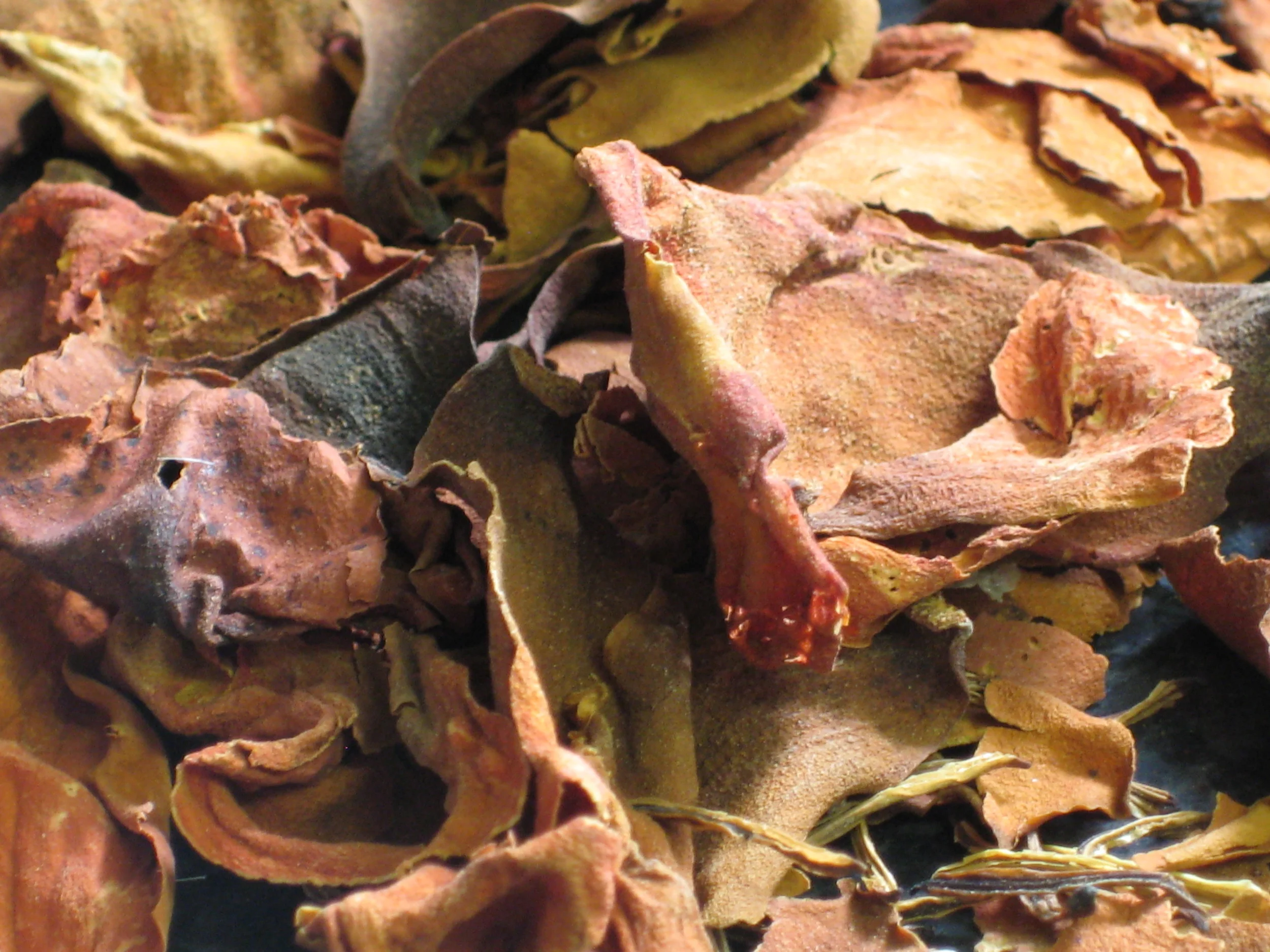  Dried  Magnolia dealbata  flowers 