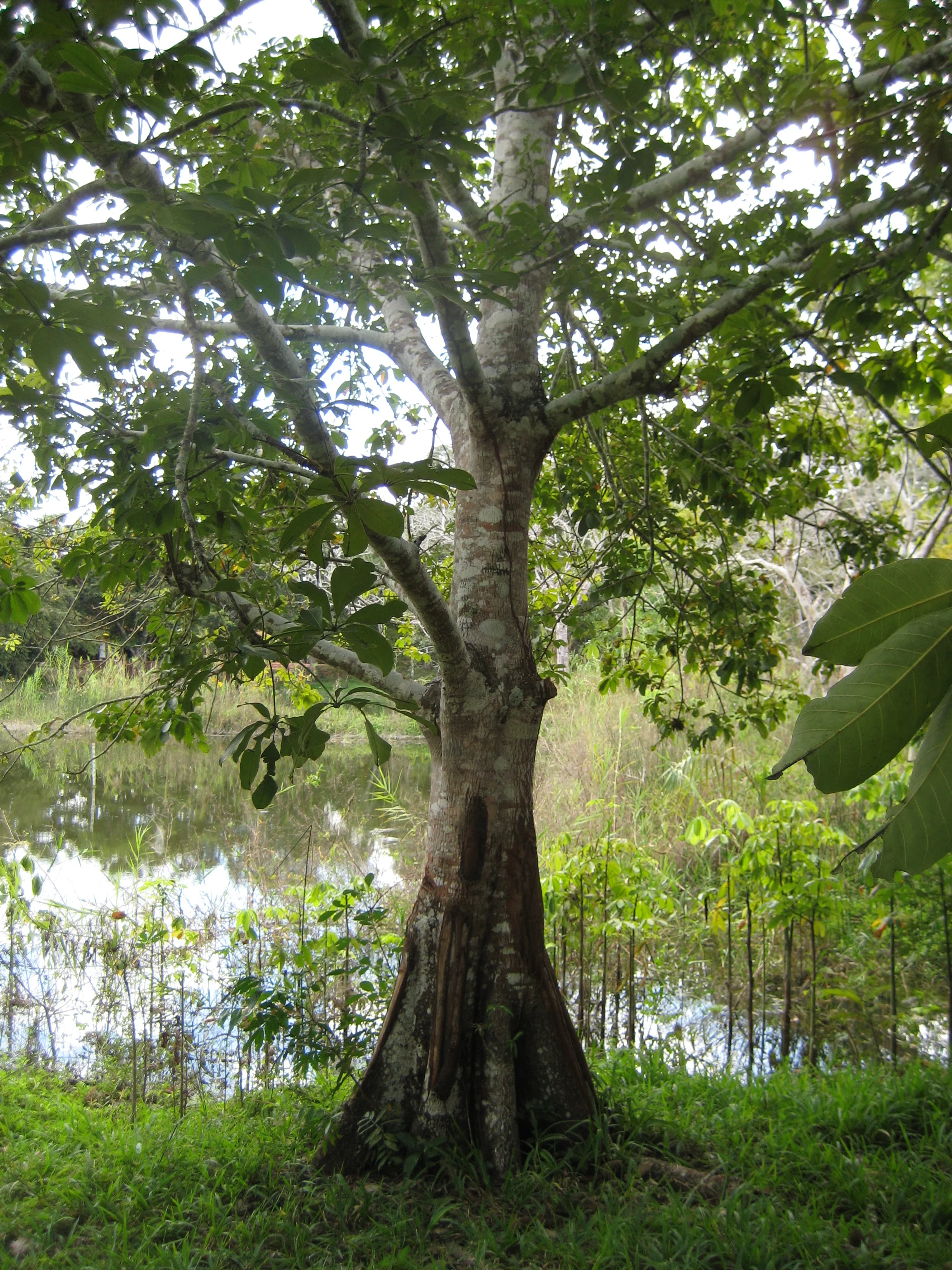   Pouteria sapota  (Mamey Sapote) tree, Tikal, Guatemala, 2011 