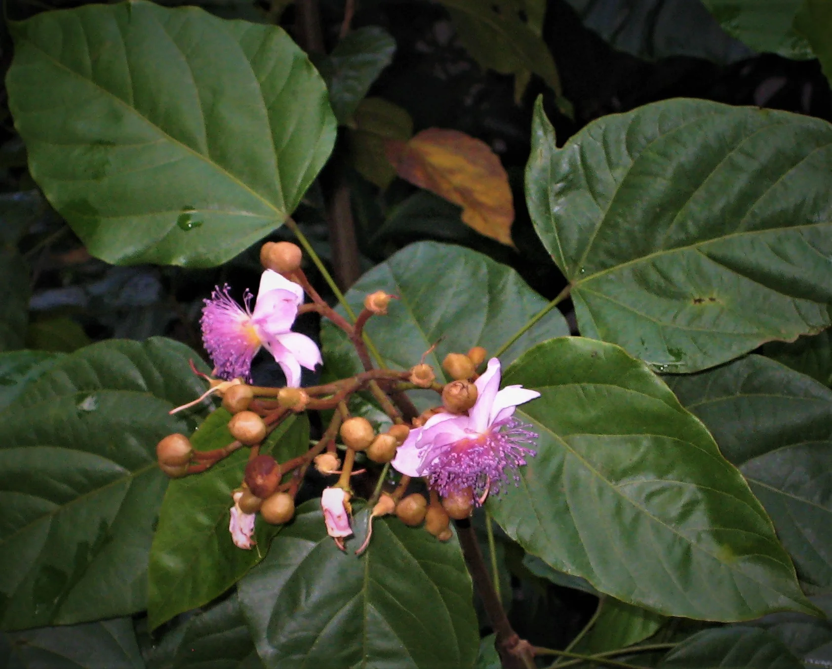  Achiote ( Bixa orellana ), Coban, Guatemala, 2018 