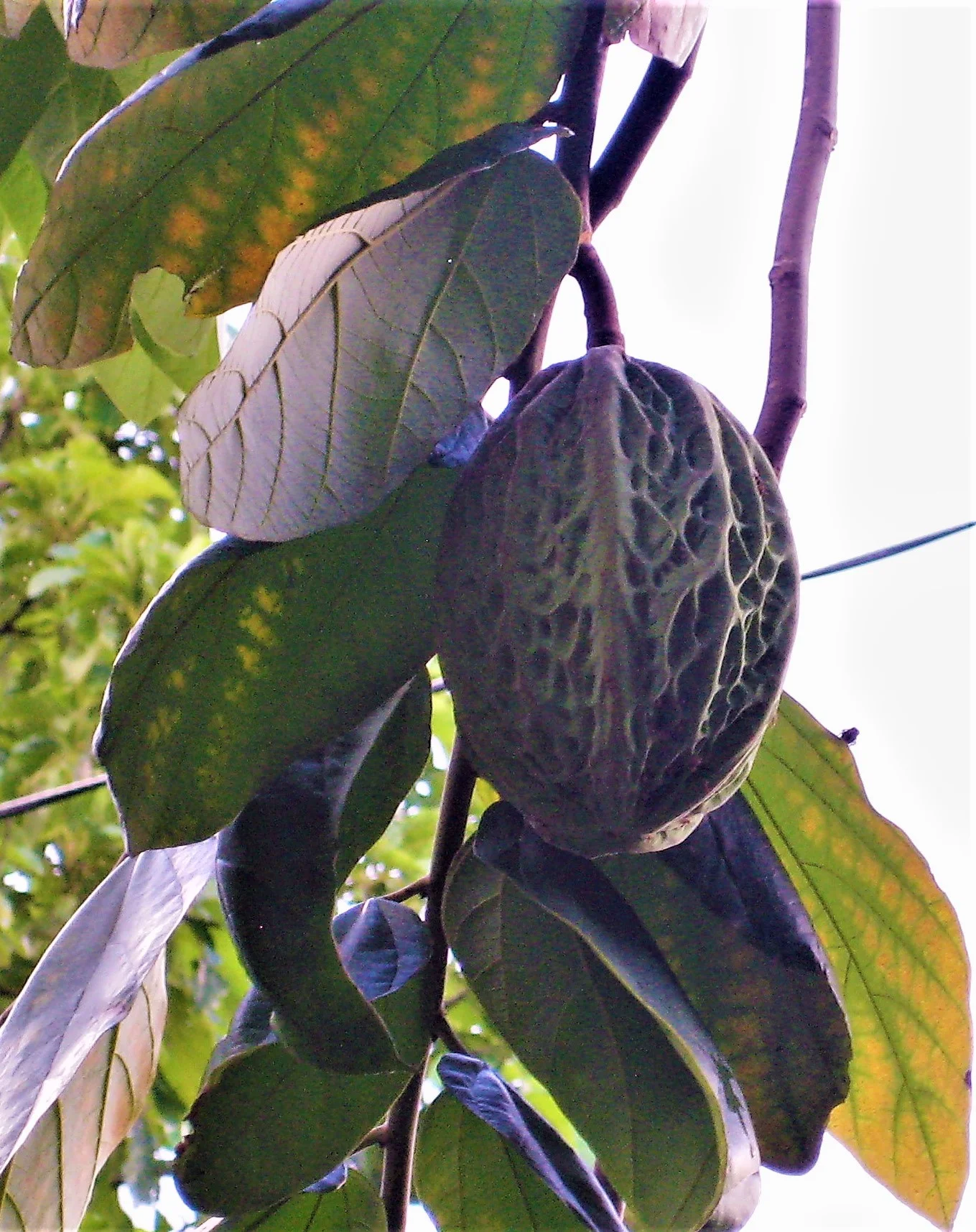  The Jaguar Tree,  Theobroma bicolor , Ojitlan, Mexico, 2018 